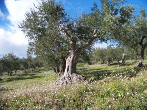 Italians are blaming extreme weather conditions for the plummet in Italy&#039;s olive harvest